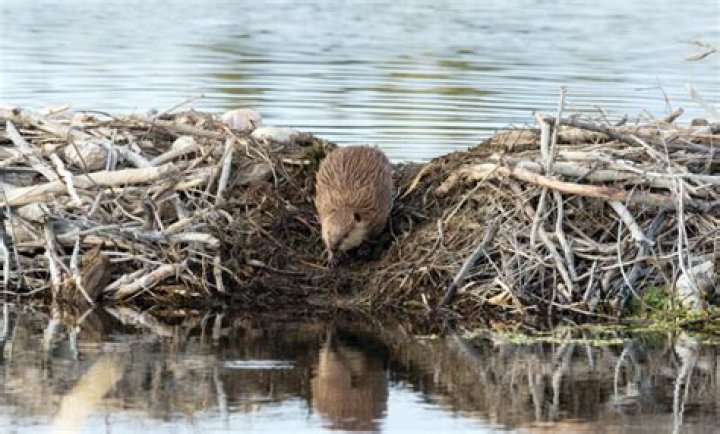 Why do beavers build dams? Mysterious behaviour explained as Exmoor